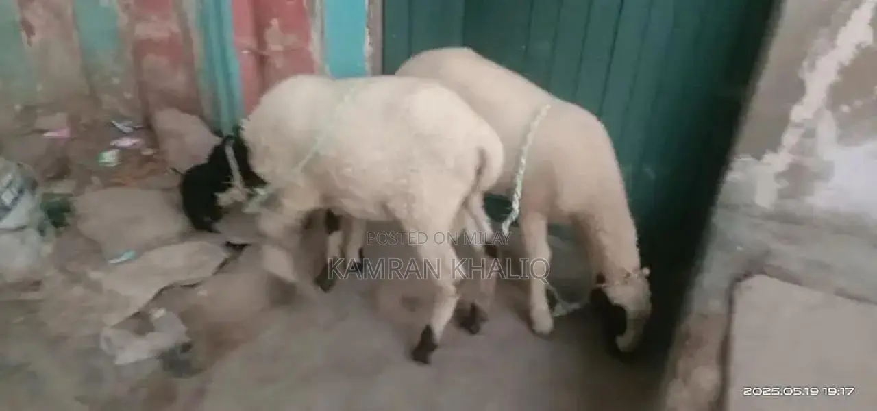 2 dumbay 6 sa 7 month k ha jori 55000 ]