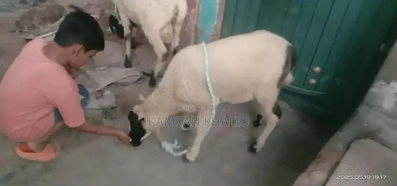 2 dumbay 6 sa 7 month k ha jori 55000 ]