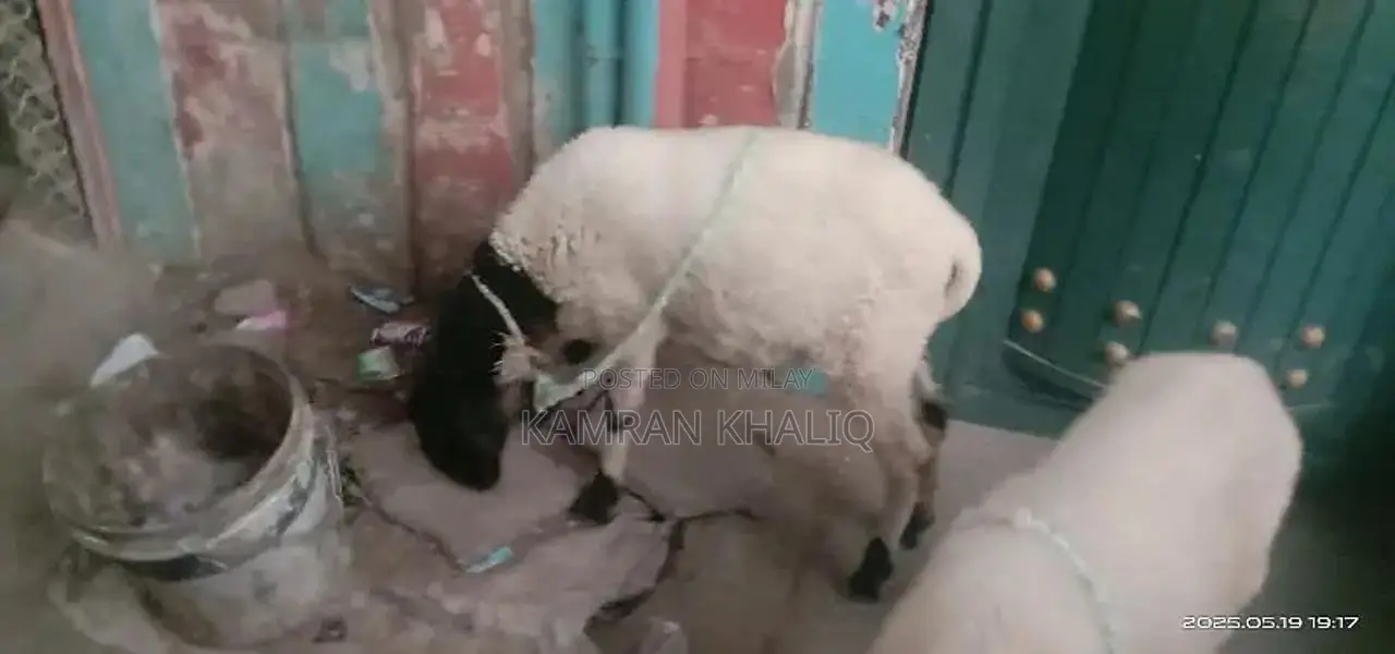 2 dumbay 6 sa 7 month k ha jori 55000 ]