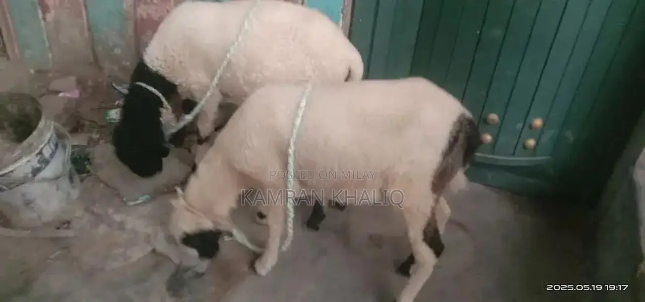 2 dumbay 6 sa 7 month k ha jori 55000 ]