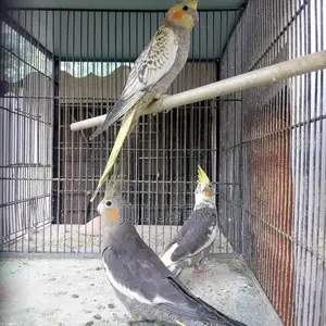 Photo - Cocktail,budgies,dasi hens chicks