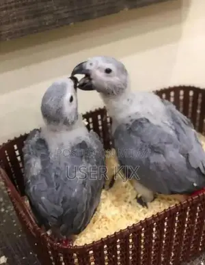 Photo - African grey parrot chicks for sale