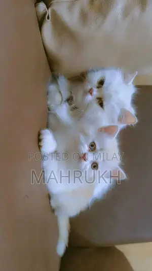 Photo - Persian Cats for sale in Okara