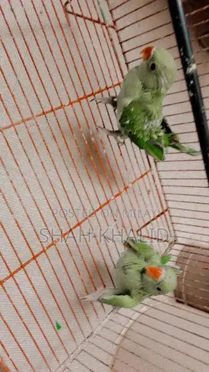 Photo - ringneck parrot