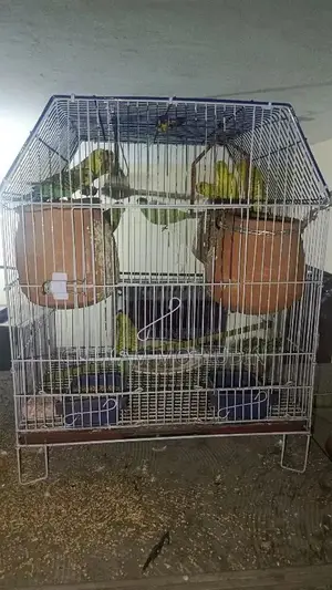 Photo - 7 pairs of Australian Parrots + Cage
