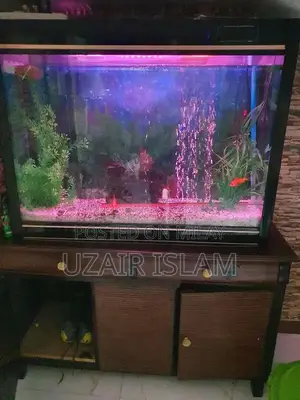Photo - fish aquarium