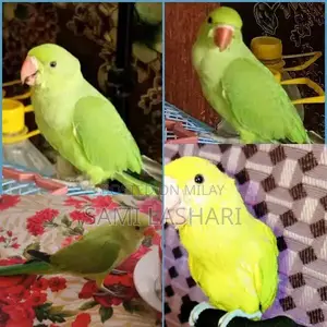 Photo - ringneck parrot 3 months .