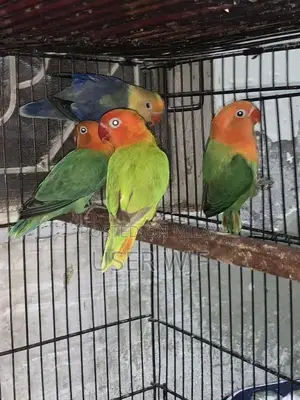 Photo - Quality pale fellow split opaline  love birds available