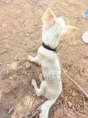 Photo - Alopekis Female dog pink + white colour