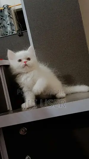 Photo - Persian kitten male / female kittens available for sale