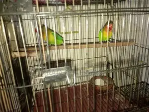 Photo - Lovebirds
