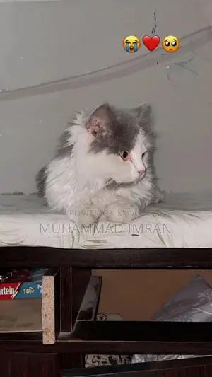 Photo - grey and white female Persian cat . 10k. call on