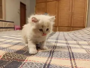 Photo - persion cat kitten