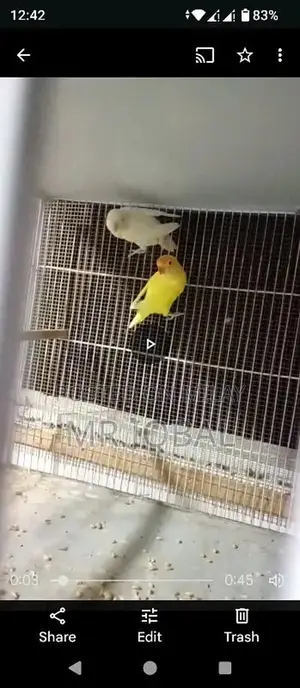 Photo - creamino,albino,deckino, lotino and blue obline love birds p