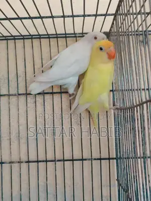 Photo - Love birds pair for sale or exchange