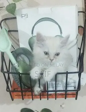 Photo - kitten available for sale