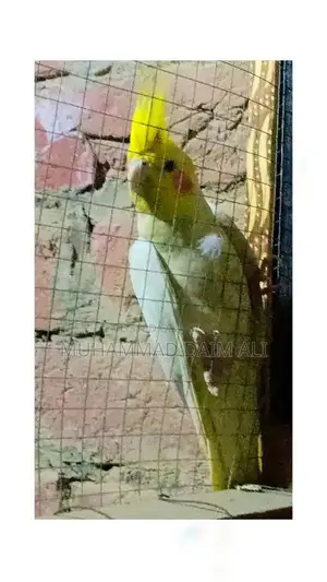 Photo - white cocktail