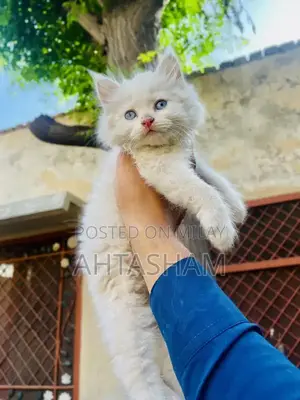 Photo - Persian Kittens