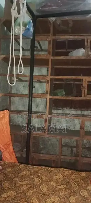 Photo - parrot cage