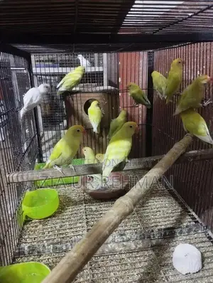 Photo - Lovebirds Albino Creamino decino pastelino