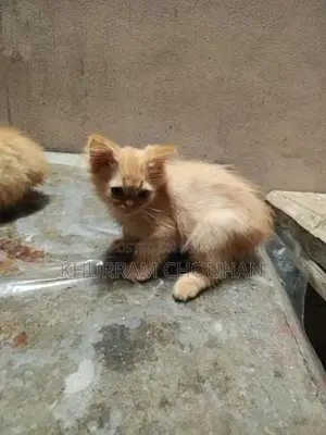 Photo - Persian kittens