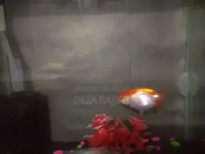 Photo - ranchu goldfish. I also have aquarium. check. description fo