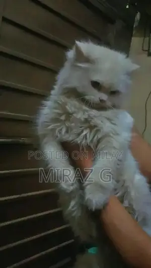 Photo - Persian cat for sale