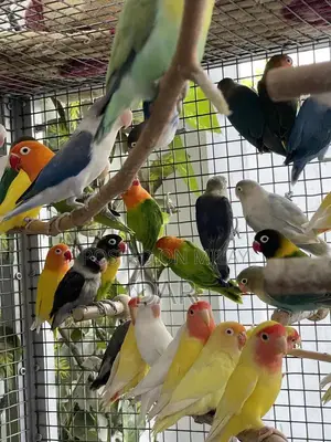 Photo - Love Birld . Cocktail