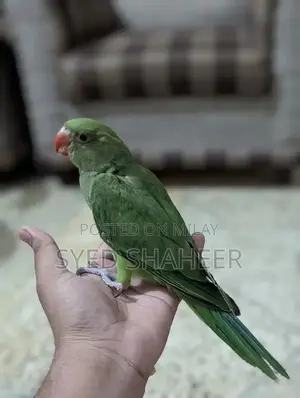 Photo - HAND TAME 3 MONTHS (RINGNECK)