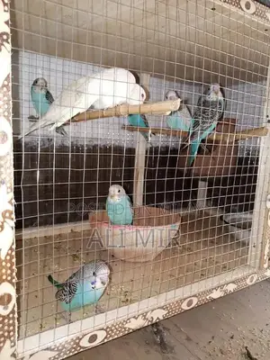 Photo - Australian Budgies