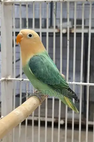 Photo - Love Birds in all Mutation