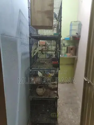 Photo - Latino White Cockatiel | Albino Lovebirds | Cage Full Size |