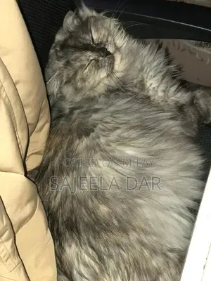 Photo - Beautiful Persian cat for Sale