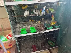 Photo - love birds mix phatte