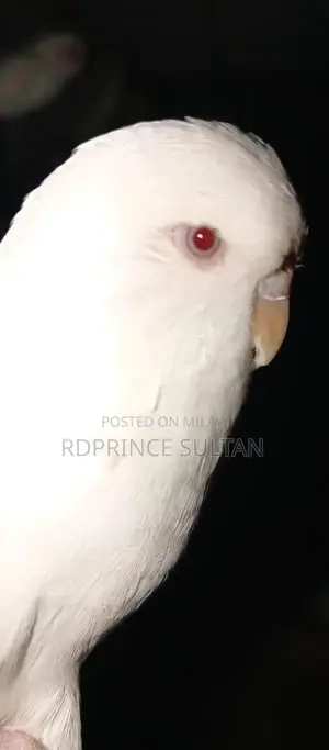Photo - Under size red eye exhibition budgie healthy female availabl