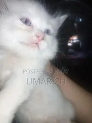 Photo - i am selling cats on immediate basis
