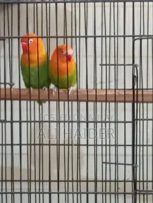 Photo - Love Bird for Sale Breeder Pair