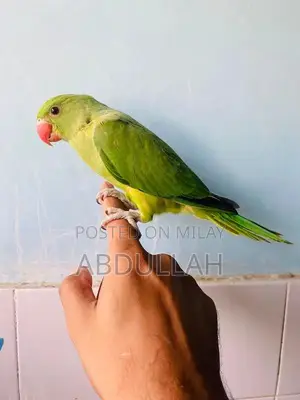 Photo - Ringneck parakeet chick