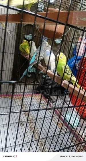 Photo - Australian parrots Budgie Pairs