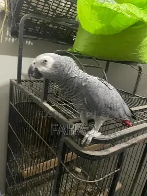 Photo - African grey parrot with cage healthy and active DNA not con