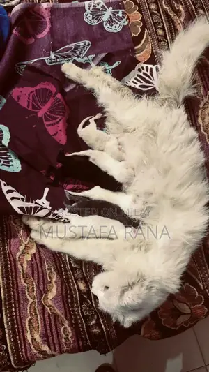 Photo - Persian baby in just 25000