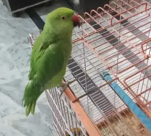 Photo - with cage female Ringneck parrot