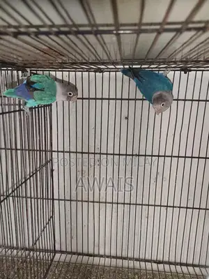 Photo - Lovebird pair for sale