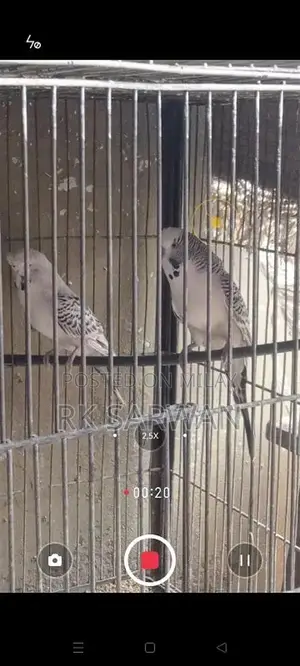 Photo - Undersize Tcb budgies