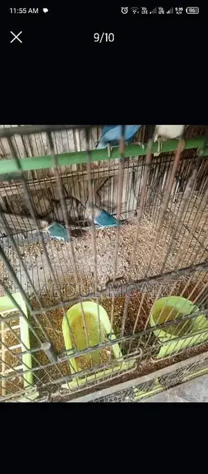 Photo - lovebird all setup for sale 8 pair ha detail neecha likhi ha