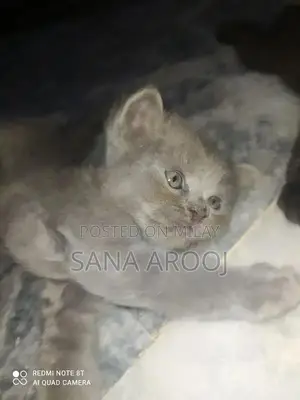 Photo - 25 days Persian cats for sale