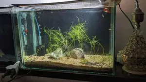 Photo - Brand new angel fish aquarium with all accessories at afford