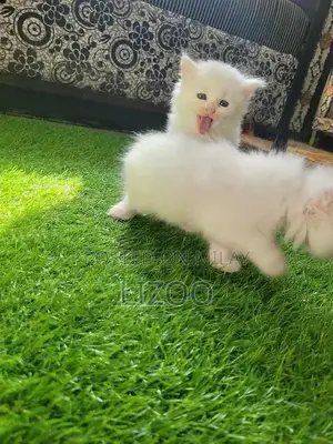 Photo - Persian kittens triple coated