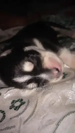 Photo - Siberian husky puppy