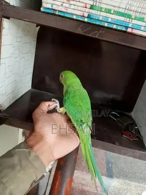 Photo - green ringnack parrot for sale final 5k o jay ga